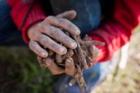 Imagem com close na mão de uma criança suja de terra. Ela está segurando raízes colhidas durante trabalho infantil
