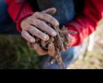 Imagem com close na mão de uma criança suja de terra. Ela está segurando raízes colhidas durante trabalho infantil
